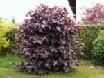 corylus-avellana-purpurea-2