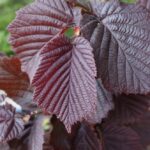 corylus-avellana-purpurea-3