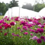 dianthus-barbatus-mix-turski-karanfil
