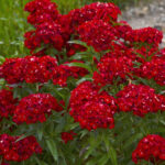 dianthus-barbatus-turski-karanfil-1