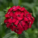 dianthus-barbatus-turski-karanfil-2