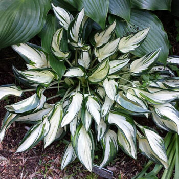 hosta-fireworks-1