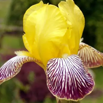 iris-germanica-gracchus-1