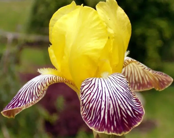 iris-germanica-gracchus-1