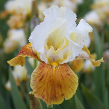 iris-germanica-honey-glazed-1