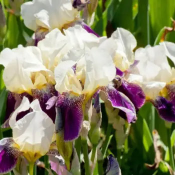 iris-germanica-salonique-2