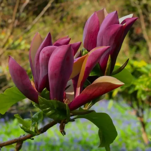 magnolia-black-beauty3