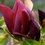 magnolia-black-beauty1