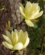 magnolia-gold-star3