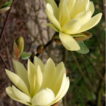 magnolia-gold-star3