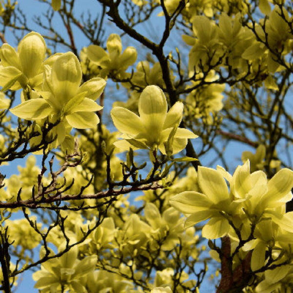 magnolia gold star5