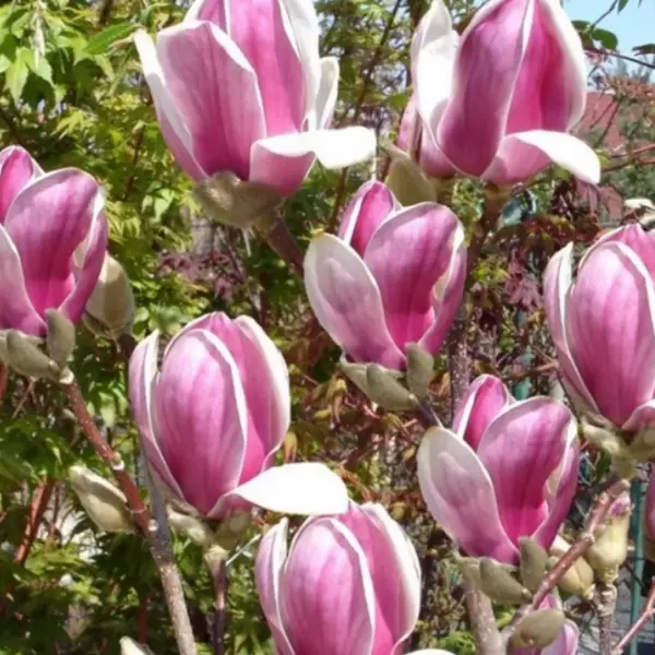 magnolia-satisfaction4
