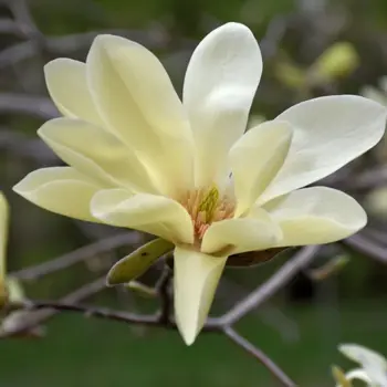 magnolija-gold-star-1