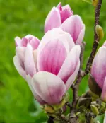 magnolija-satisfaction-1