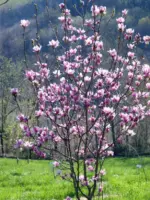 magnolija-satisfaction-3