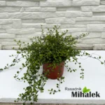 muehlenbeckia-sadnica-1