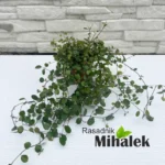 muehlenbeckia-sadnice-2