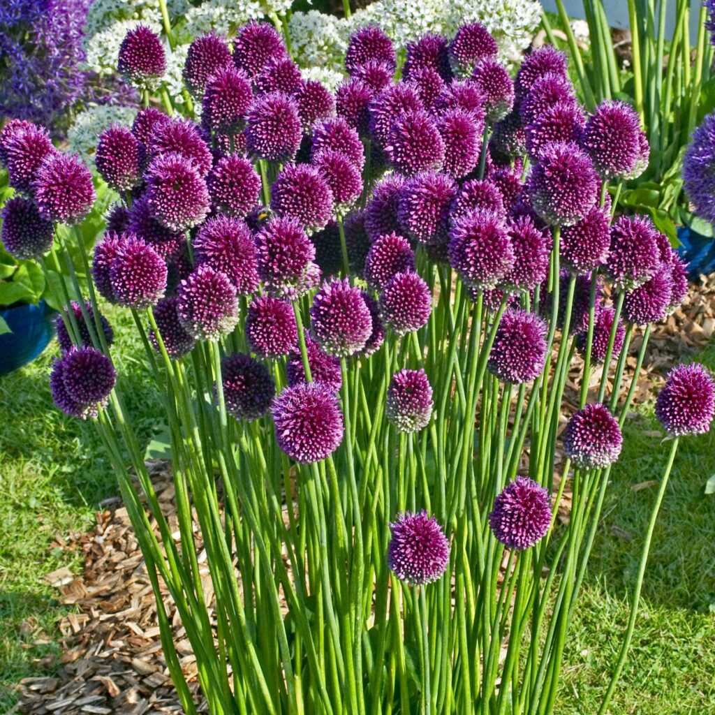 Allium-sphaerocephalon-1