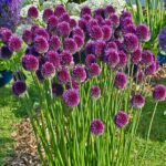 Allium-sphaerocephalon-1