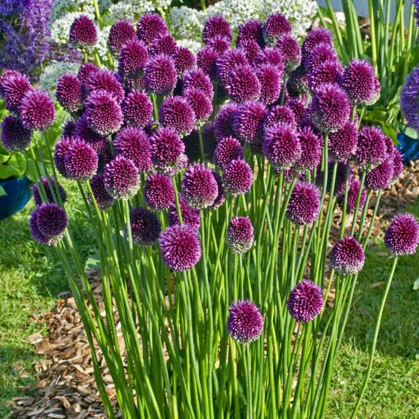 Allium-sphaerocephalon-1