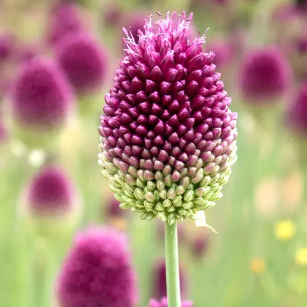 Allium-sphaerocephalon-2