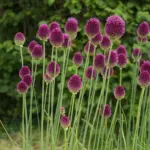 Allium-sphaerocephalon-3