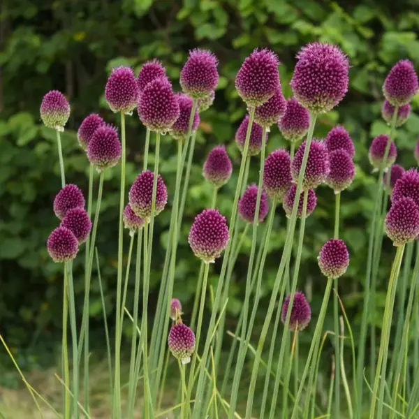 Allium-sphaerocephalon-3