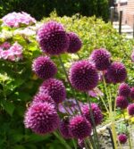 Allium-sphaerocephalon-4