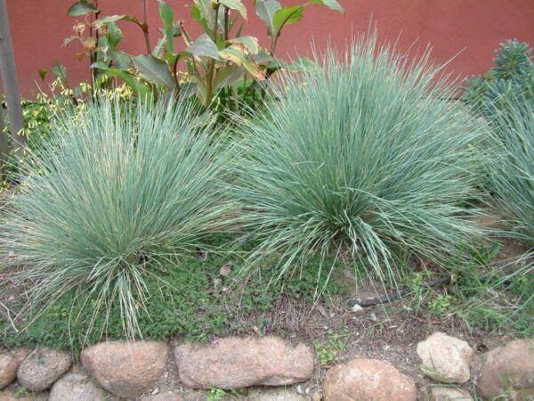 Festuca-amethystina-1