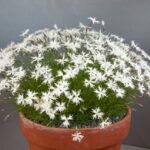 dianthus-squarrosus-3