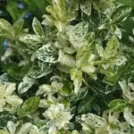 euonymus-fortunei-harlequin-3