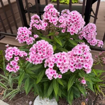 flox-famous-pink-7