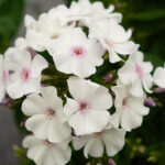 flox-paniculata-ka-pow-white-1