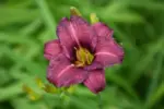 hemerocallis-raspberry-pixie-1