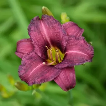 hemerocallis-raspberry-pixie-1