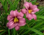 hemerocallis-raspberry-pixie-2