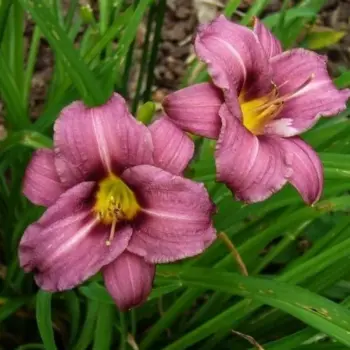 hemerocallis-raspberry-pixie-2