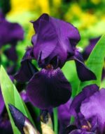 iris-germanica-black-knight-1