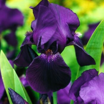 iris-germanica-black-knight-1