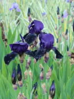 iris-germanica-black-knight-2