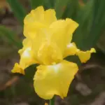 iris-germanica-burning-bright-1