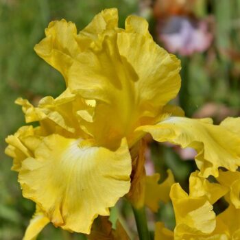 iris-germanica-burning-bright-2