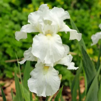 iris-germanica-immortality-1