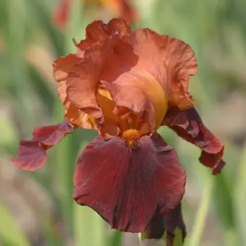 iris-germanica-natchez-trace-1