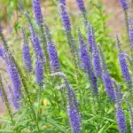 veronica-spicata-ljubičasta-1