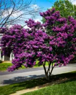 Lagerstroemia-indica-purely-purple-1