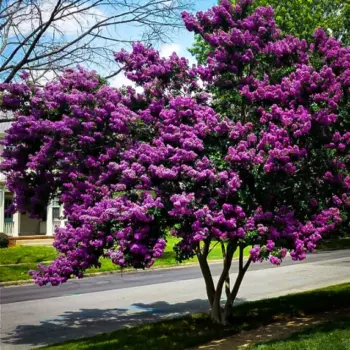 Lagerstroemia-indica-purely-purple-1