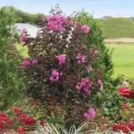 Lagerstroemia-indica-purely-purple-2