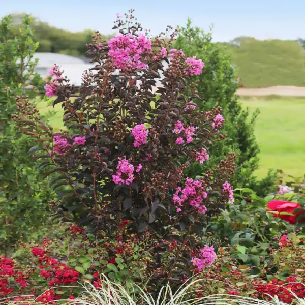 Lagerstroemia-indica-purely-purple-2