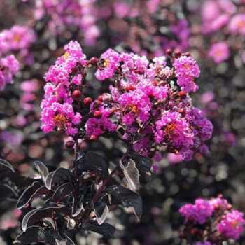 Lagerstroemia-indica-purely-purple-3